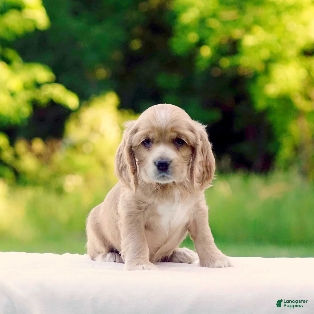 Cocker Spaniel dogs for sale: Tiffany - Ad 2