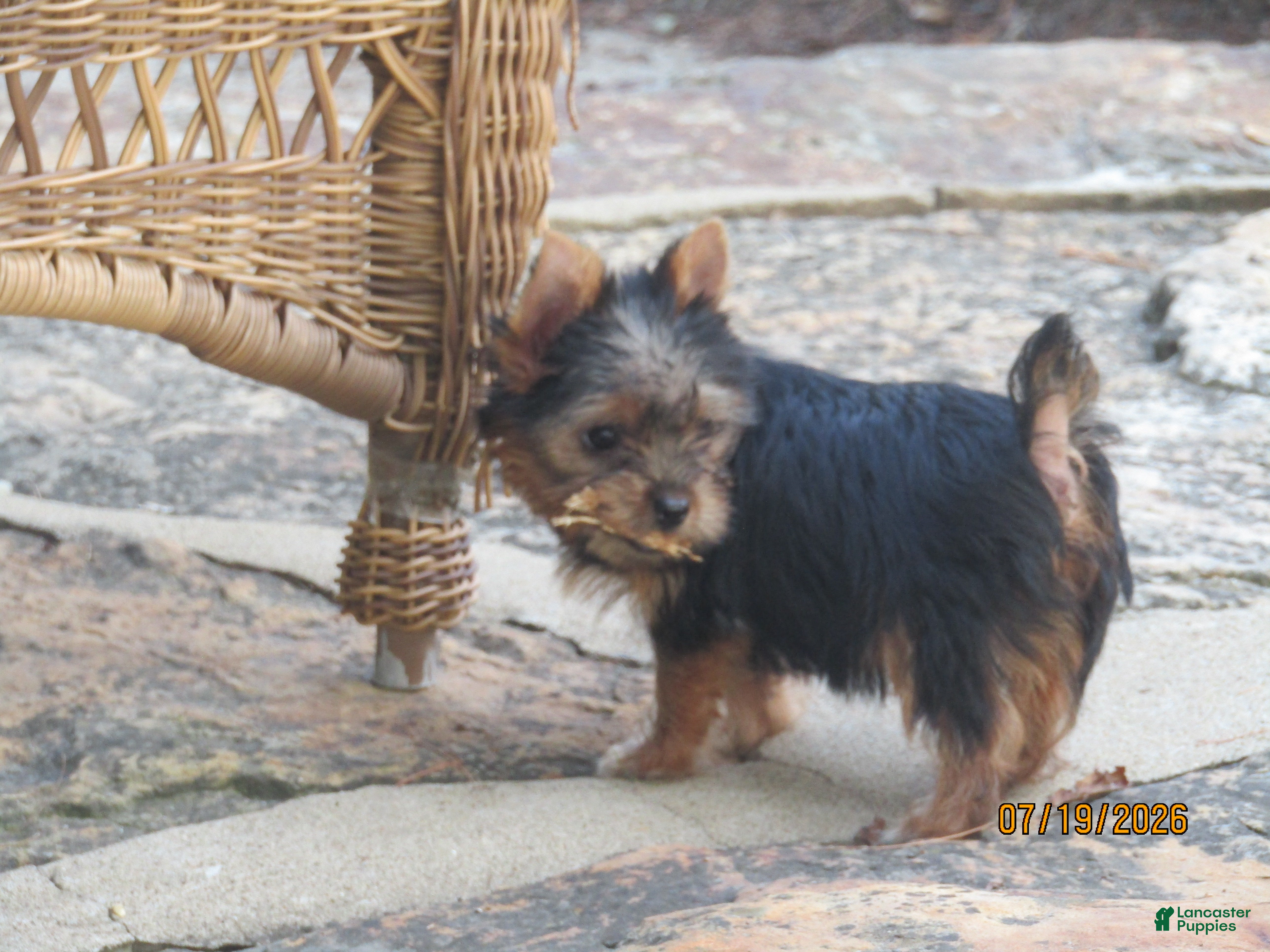 Yorkshire Terrier dogs Carrie  - Ad 2