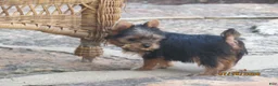 Yorkshire Terrier dogs for sale: Carrie  - Ad 2