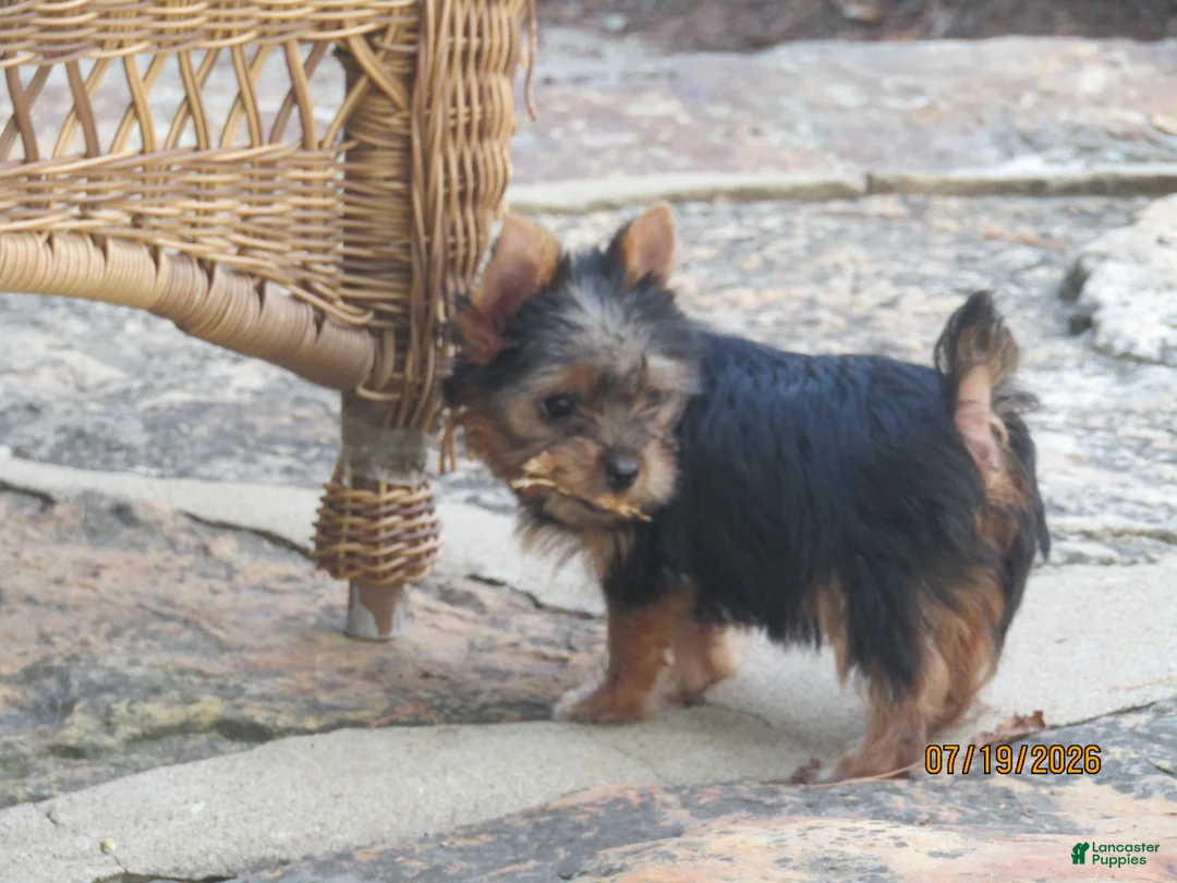 Yorkshire Terrier dogs for sale: Carrie  - Ad 2