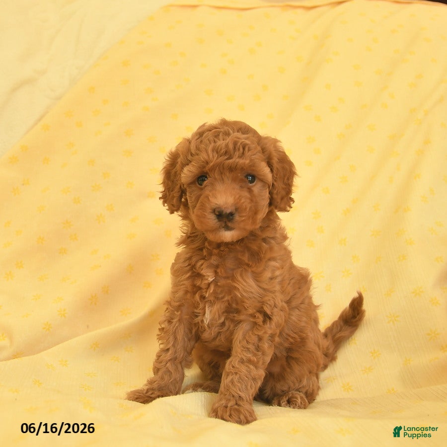 Toy Poodle dogs Poppy  - Ad 1
