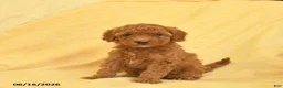 Toy Poodle dogs for sale: Poppy  - Ad 1
