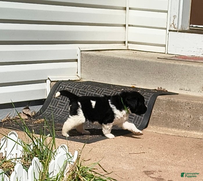 Newfoundland dogs Green collar  - Ad 1