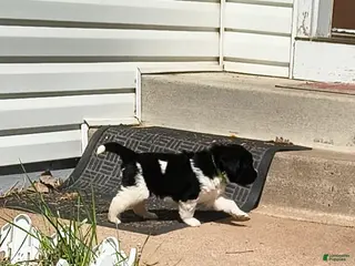 Newfoundland dogs Green collar - Ad 1