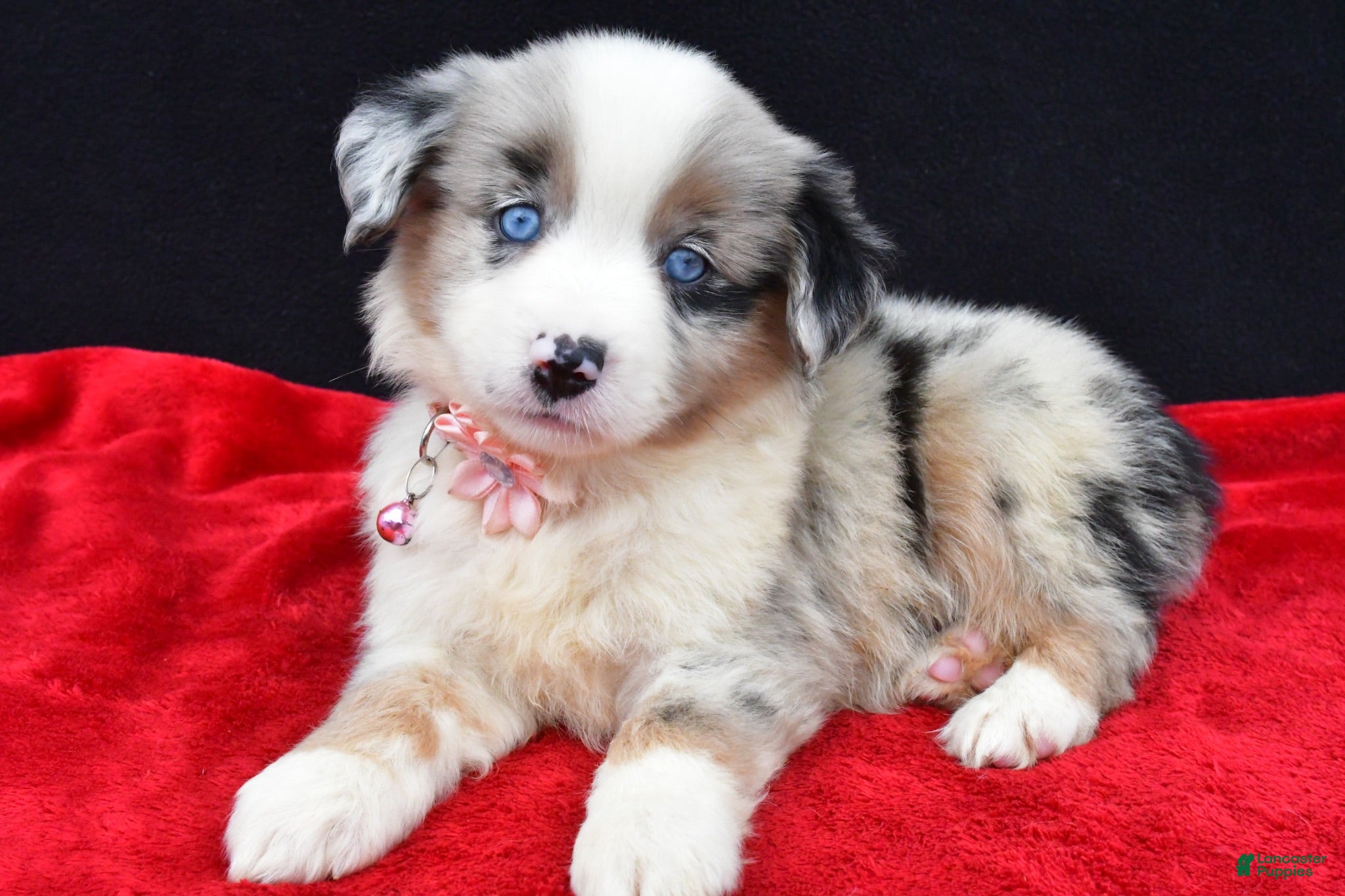 Miniature Australian Shepherd dogs Cheyenne  - Ad 2