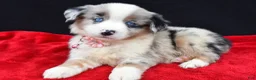 Miniature Australian Shepherd dogs for sale: Cheyenne  - Ad 2