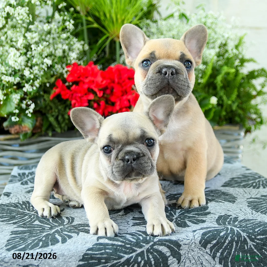French Bulldog dogs for sale: Carly - Ad 5