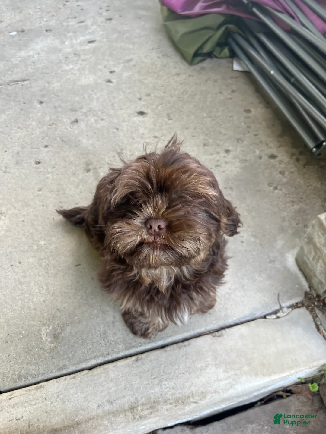 Shorkie dogs for sale: Shorkie Puppy 1 - Ad 1