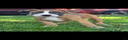 American Bully dogs for sale: American Bully 1 - Ad 2