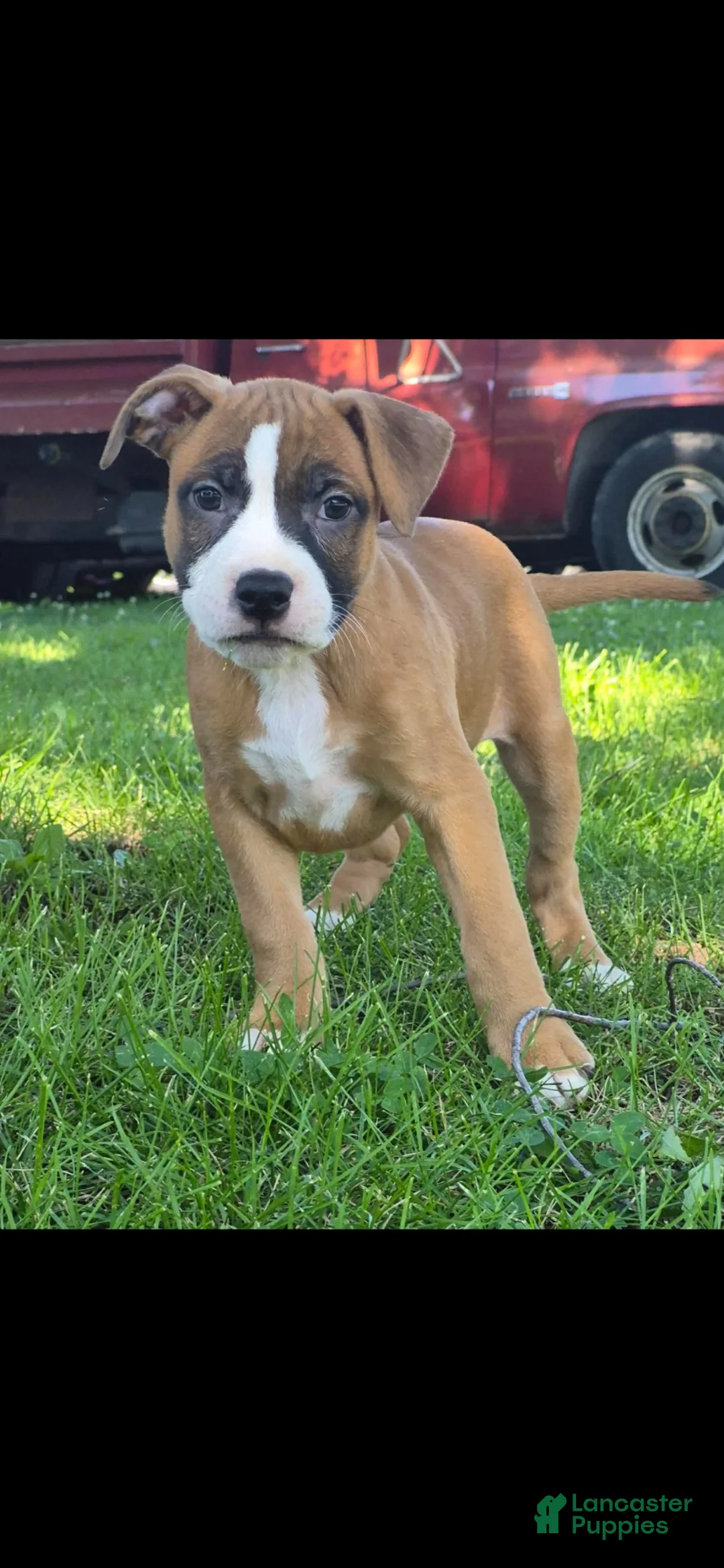 American Bully dogs for sale: American Bully 1 - Ad 2