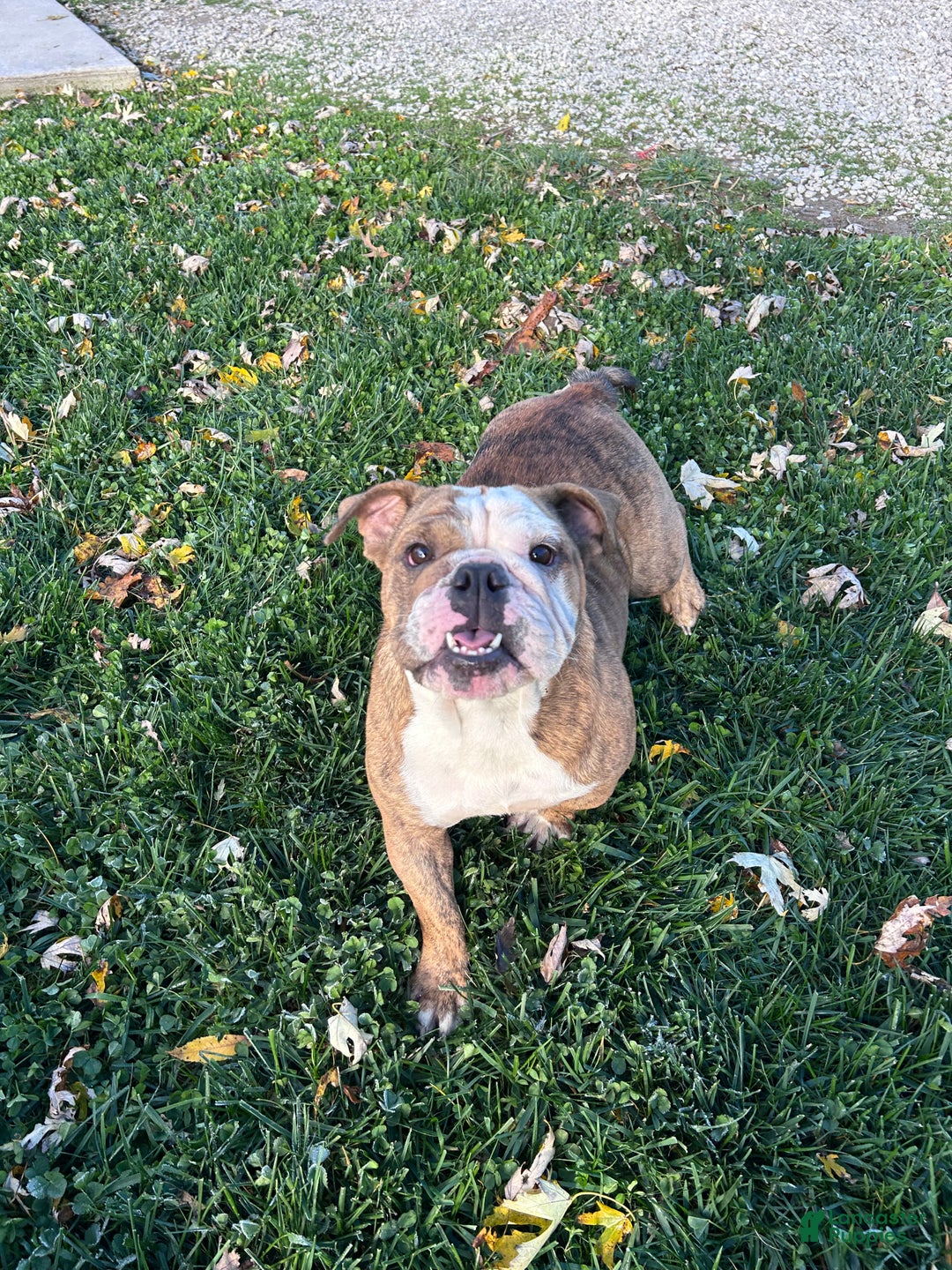 English Bulldog dogs for sale: LEO - Ad 16