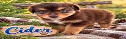 Miniature Australian Shepherd dogs for sale: Cider - Ad 3