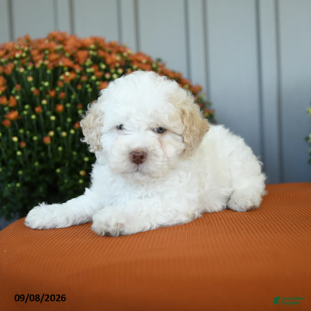 Miniature Poodle dogs for sale: Oscar - Ad 3