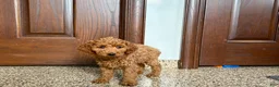Cockapoo dogs for sale: Cockapoo female 2 - Ad 5