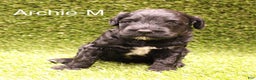 Portuguese Water Dog dogs for sale: Archie - Ad 2