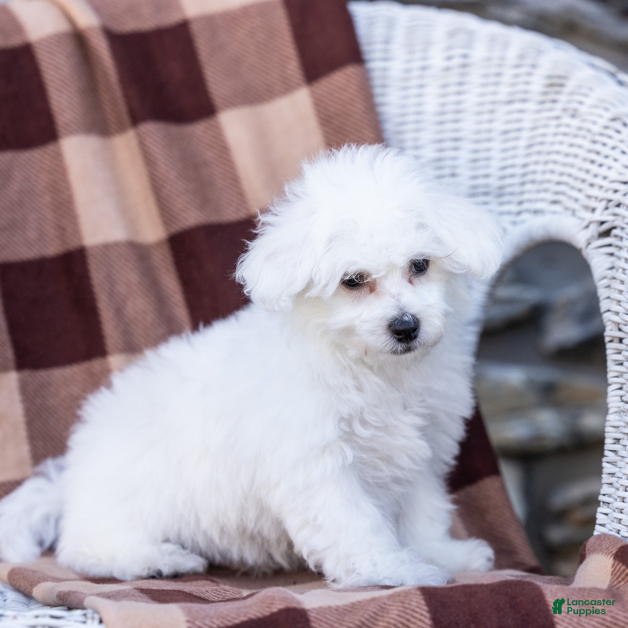 Bichon Frise dogs for sale: Refus (Tiny) - Ad 1