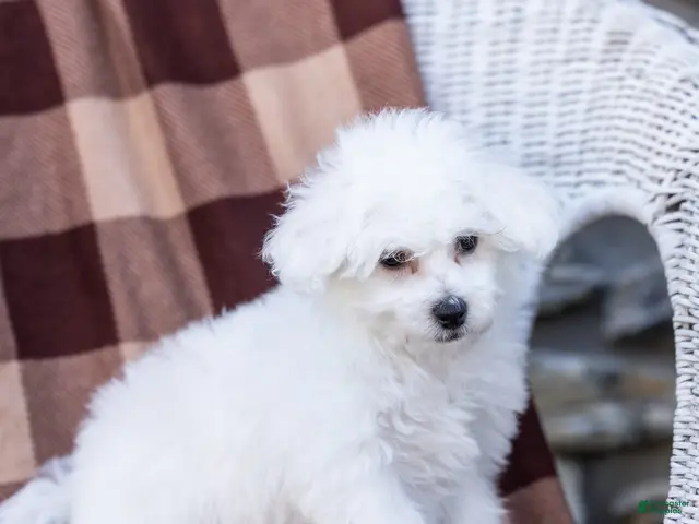 Bichon Frise dogs for sale: Refus (Tiny) - Ad 1