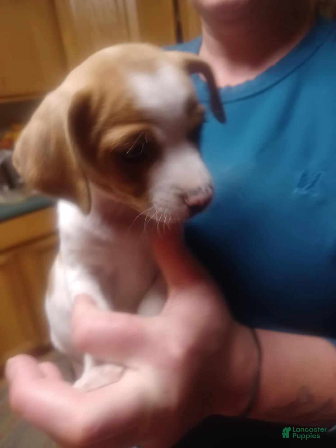 Mixed Breed dogs for sale: Mixed Breed 1 - Ad 1