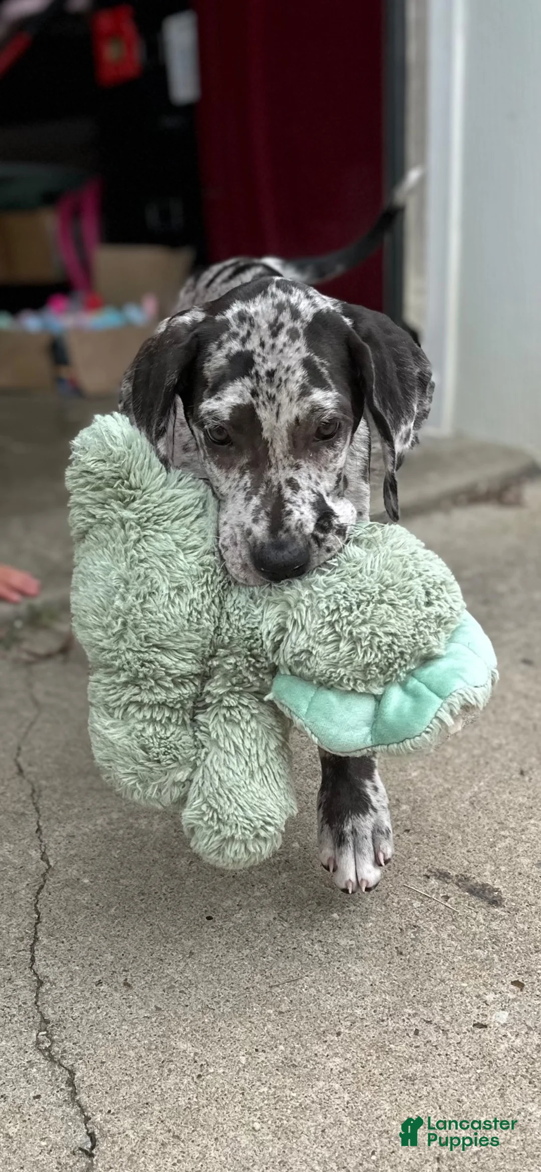 Great Dane dogs for sale: Blue Merle Girl - Ad 2