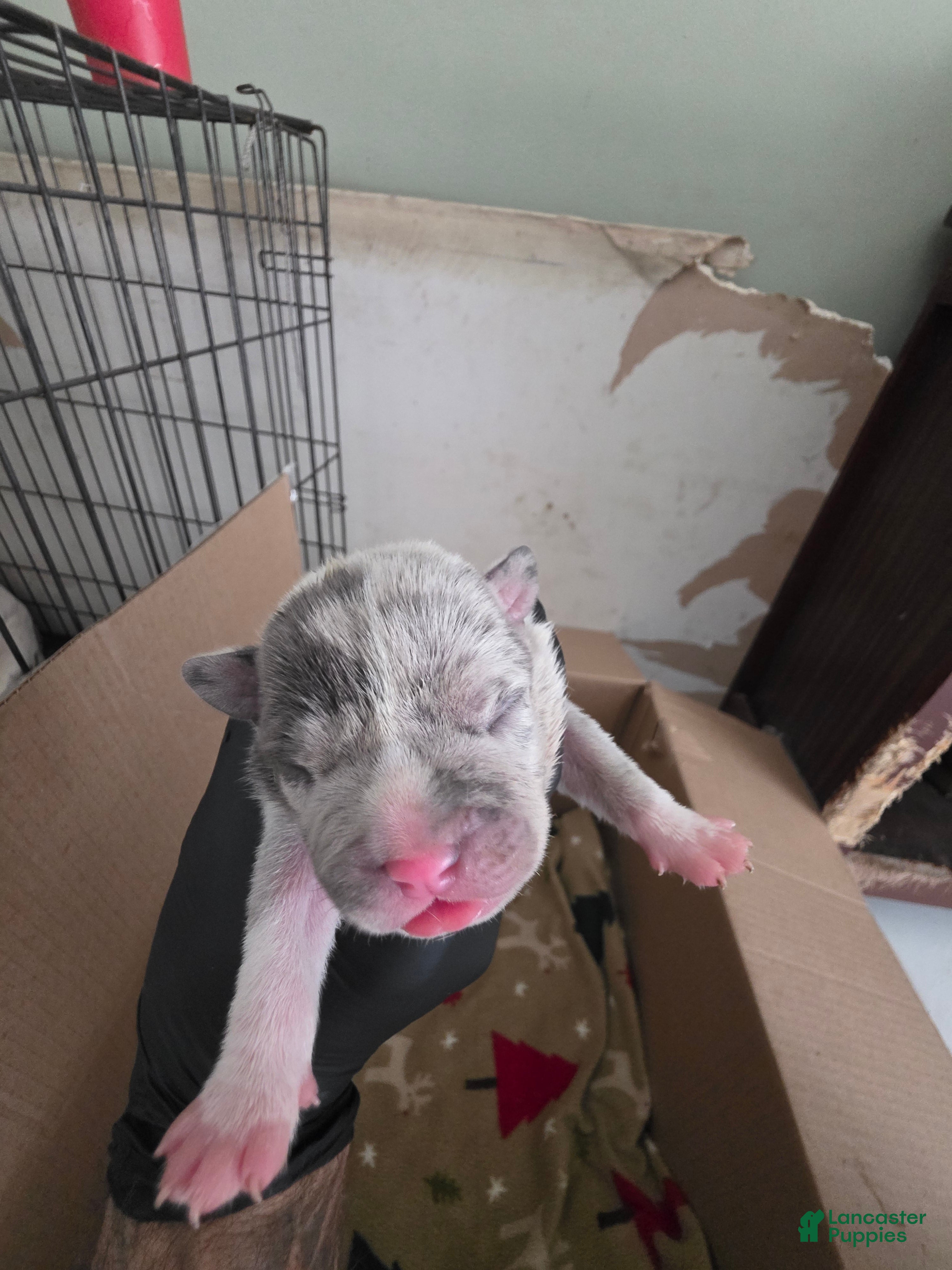 American Bully dogs American Bully 4 - Ad 18