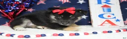 Mixed Breed dogs for sale: Magnolia  - Ad 3
