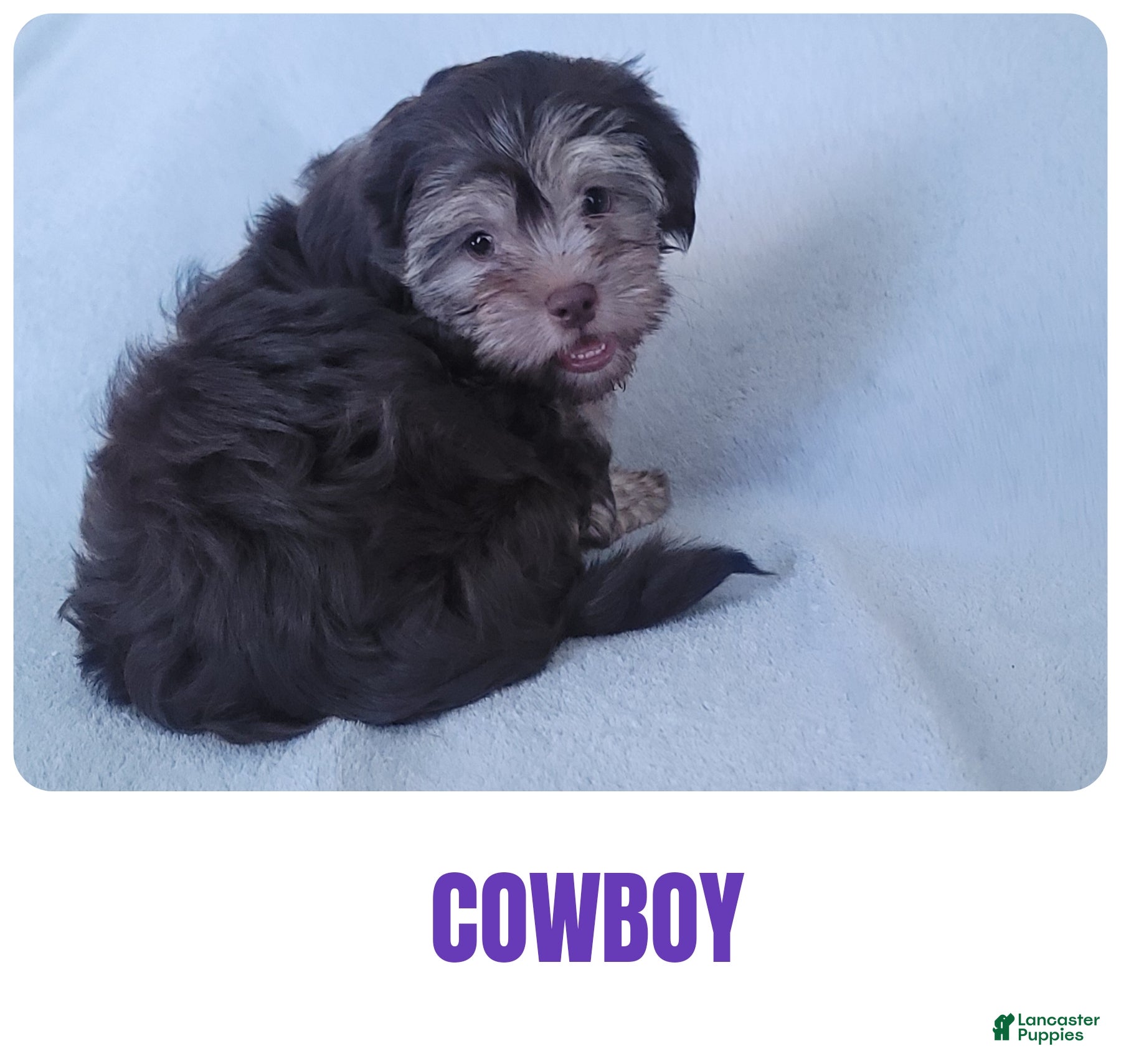 Shorkie dogs COWBOY  - Ad 1