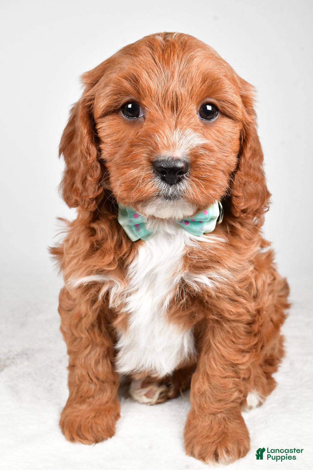 Cavapoo dogs for sale: Austin - Ad 7