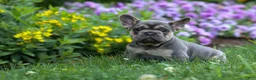 French Bulldog dogs for sale: Finley 🐶 - Ad 3