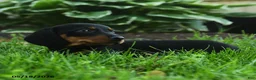 Miniature Dachshund dogs for sale: Florence - Ad 2