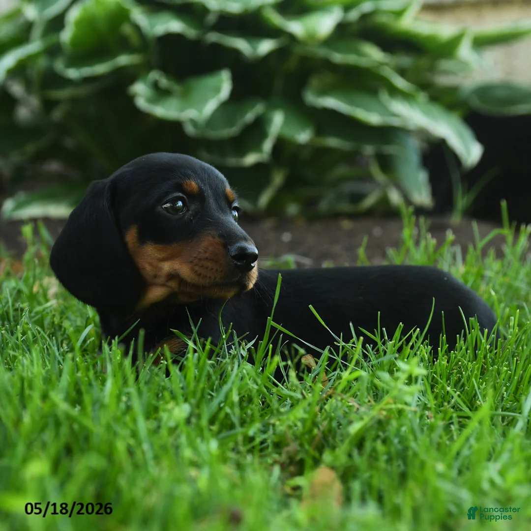 Miniature Dachshund dogs for sale: Florence - Ad 2