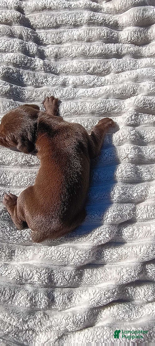 Doberman Pinscher dogs for sale: Rusty - Ad 1