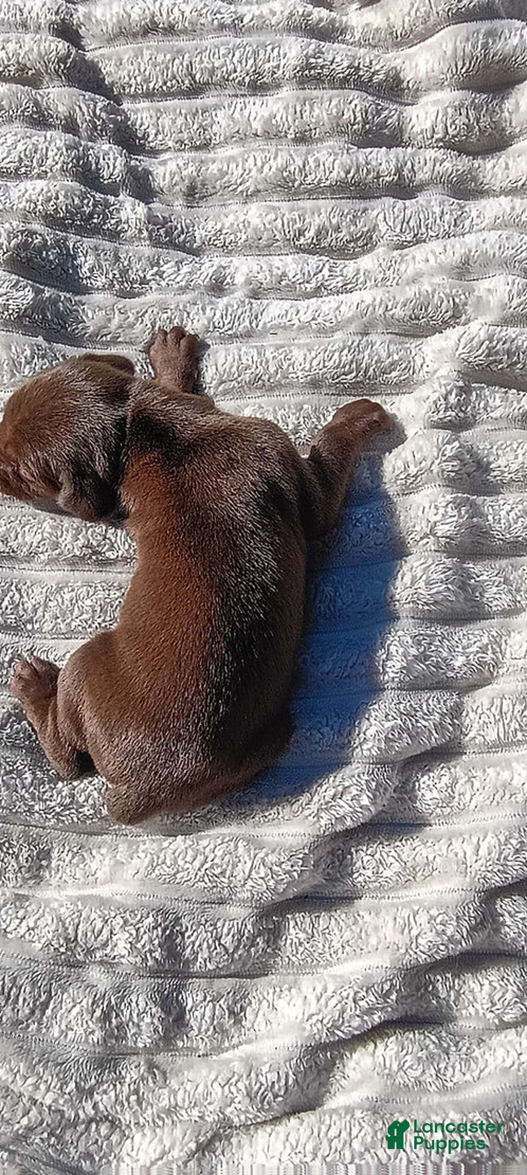 Doberman Pinscher dogs for sale: Rusty - Ad 1