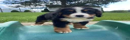 Bernese Mountain Dog dogs for sale: Milo - Ad 6