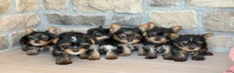 Yorkshire Terrier dogs for sale: Bella - Ad 18