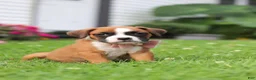 Boxer dogs for sale: Betty - Ad 6