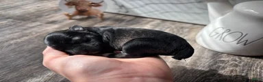 Miniature Schnauzer 2