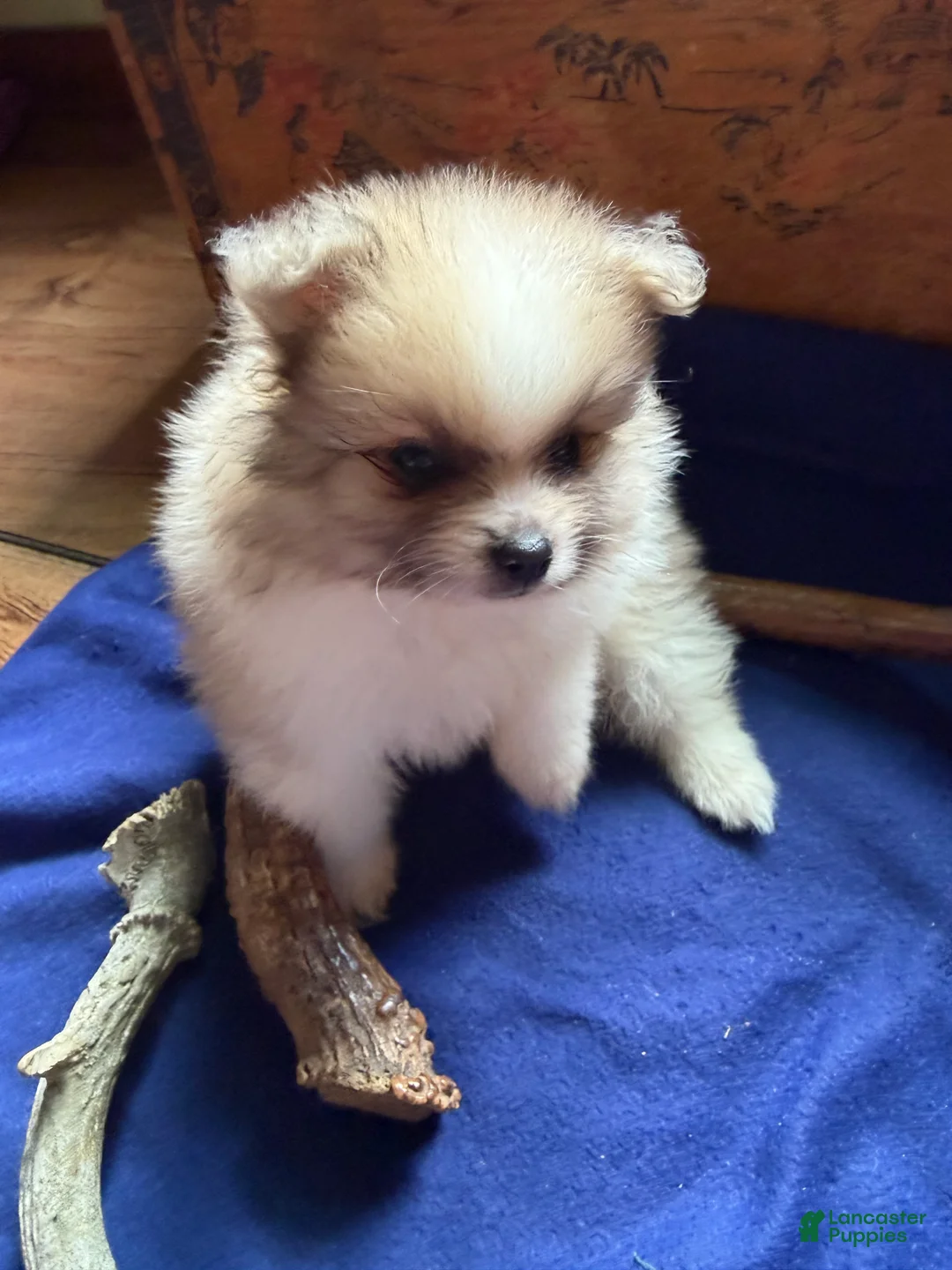 Pomeranian dogs for sale: Pomeranian 1 - Ad 2