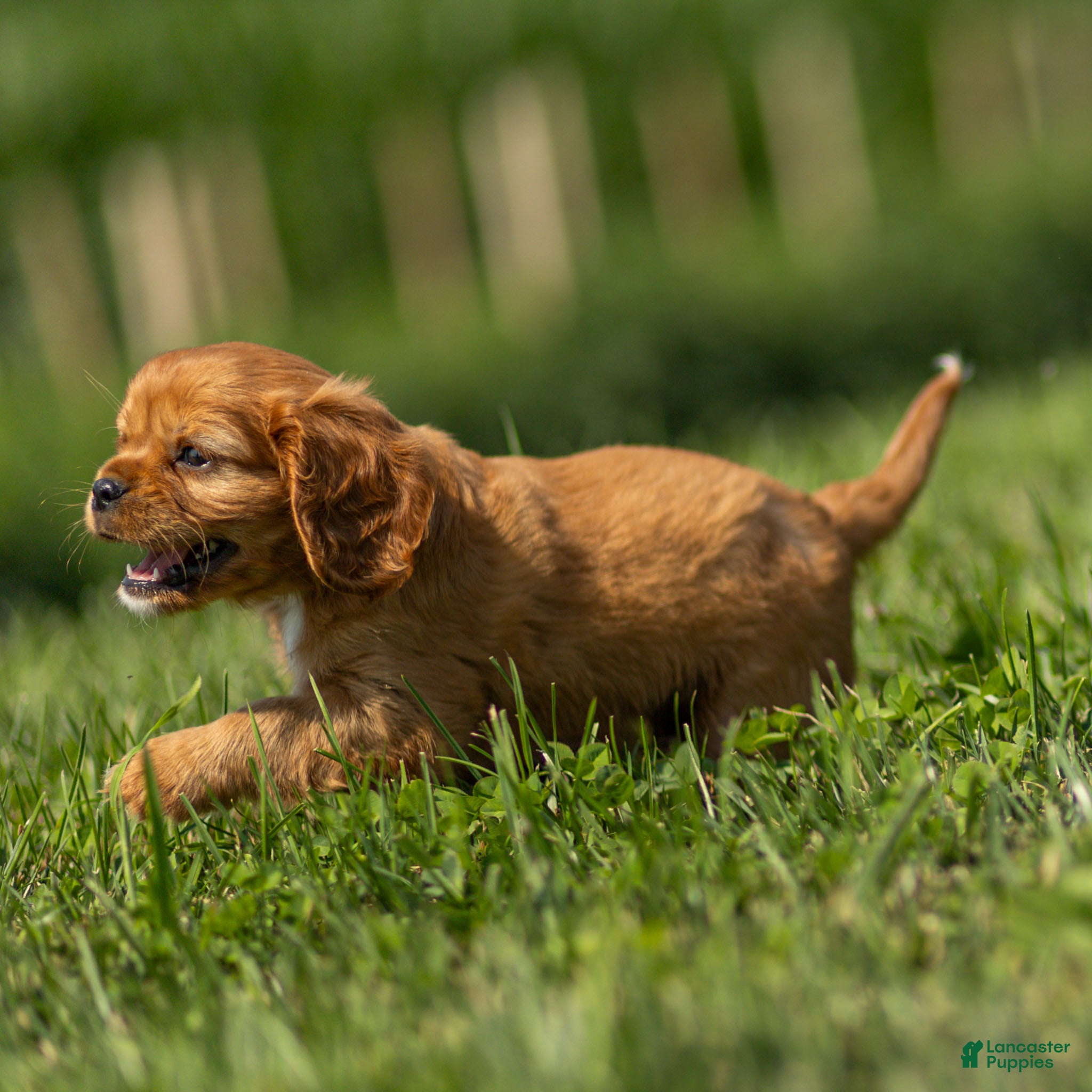 Cavalier King Charles Spaniel dogs Ford Cavalier King Charles Spaniel  - Ad 2