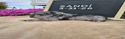 Miniature Schnauzer dogs for sale: Sandi - Ad 4