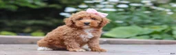 Maltipoo dogs for sale: Raina - Ad 3