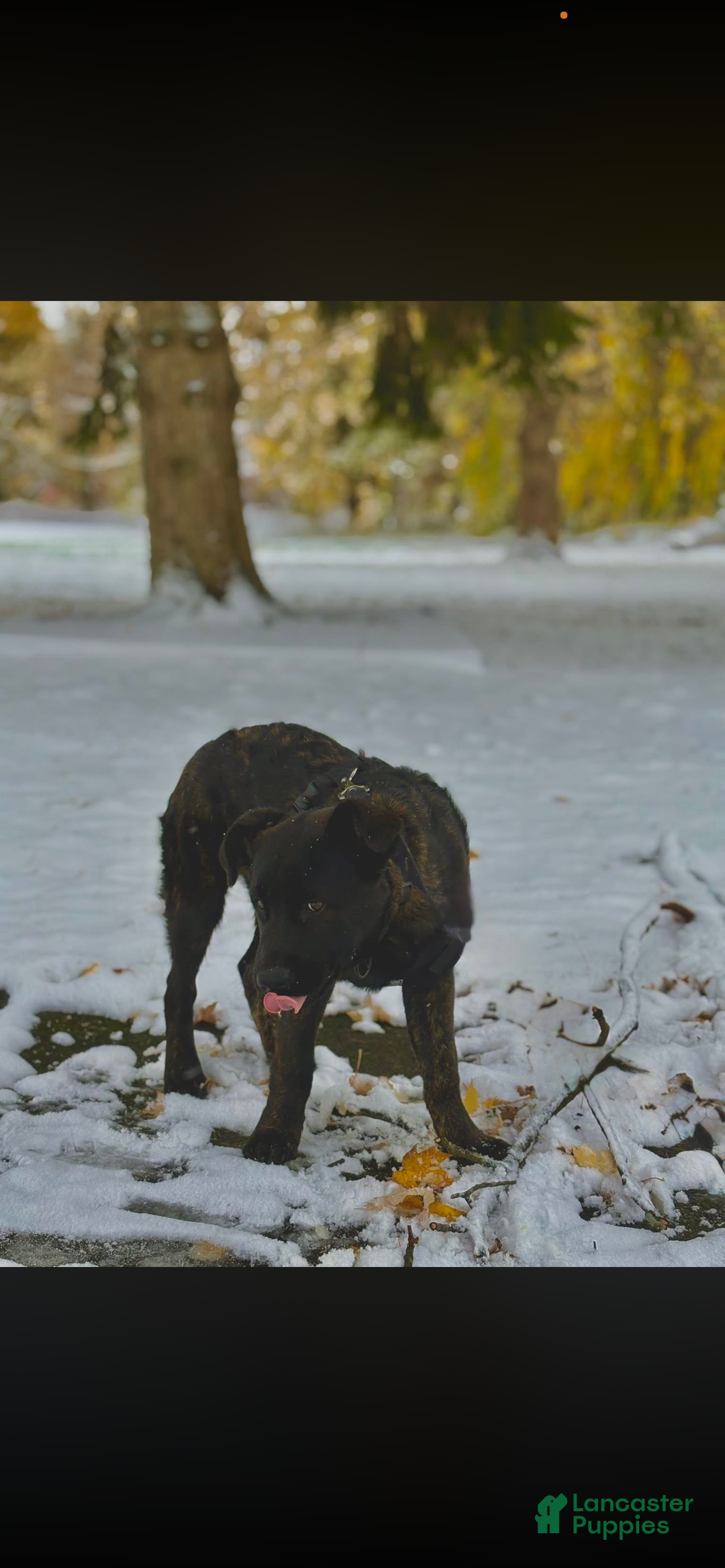 Mixed Breed dogs for sale: Mixed Breed Puppy 1 - Ad 2