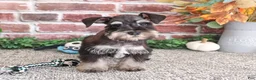 Miniature Schnauzer dogs for sale: SpongeBob - Ad 6