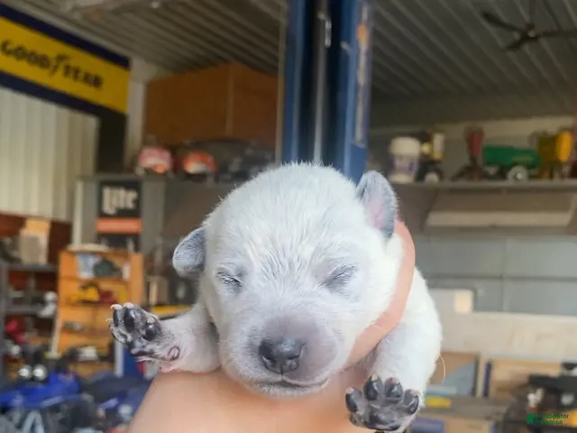 Australian Cattle Dog dogs for sale: Australian Cattle Dog 4 - Ad 14