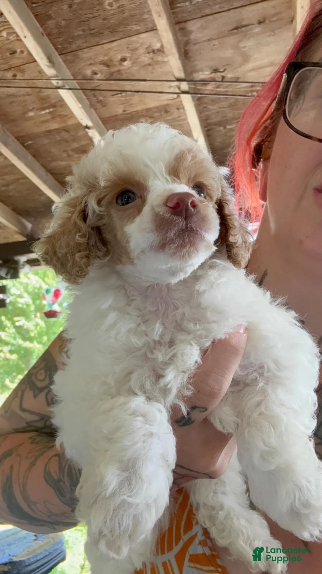 Miniature Poodle dogs for sale: Miniature Poodle 2 - Ad 1