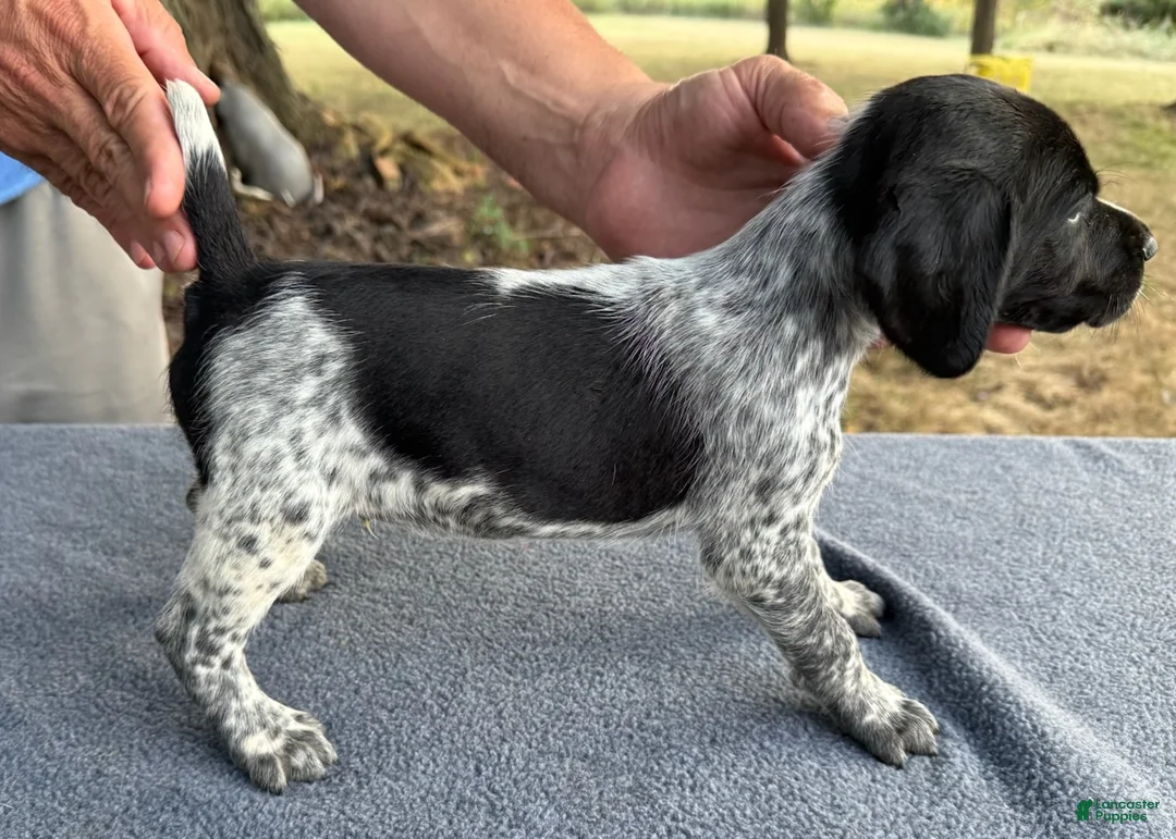 German Shorthaired Pointer dogs for sale: Boy 1 - Ad 3