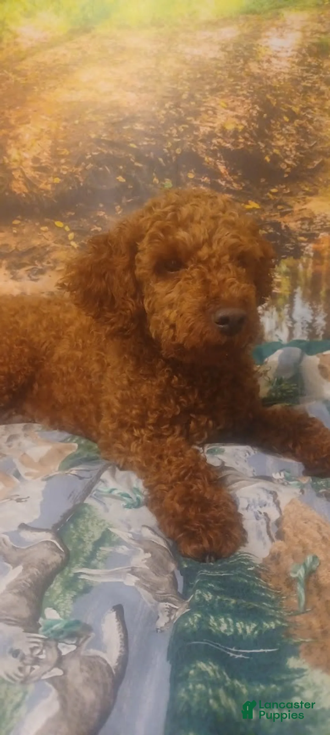 Toy Poodle dogs for sale: Archie - Ad 9