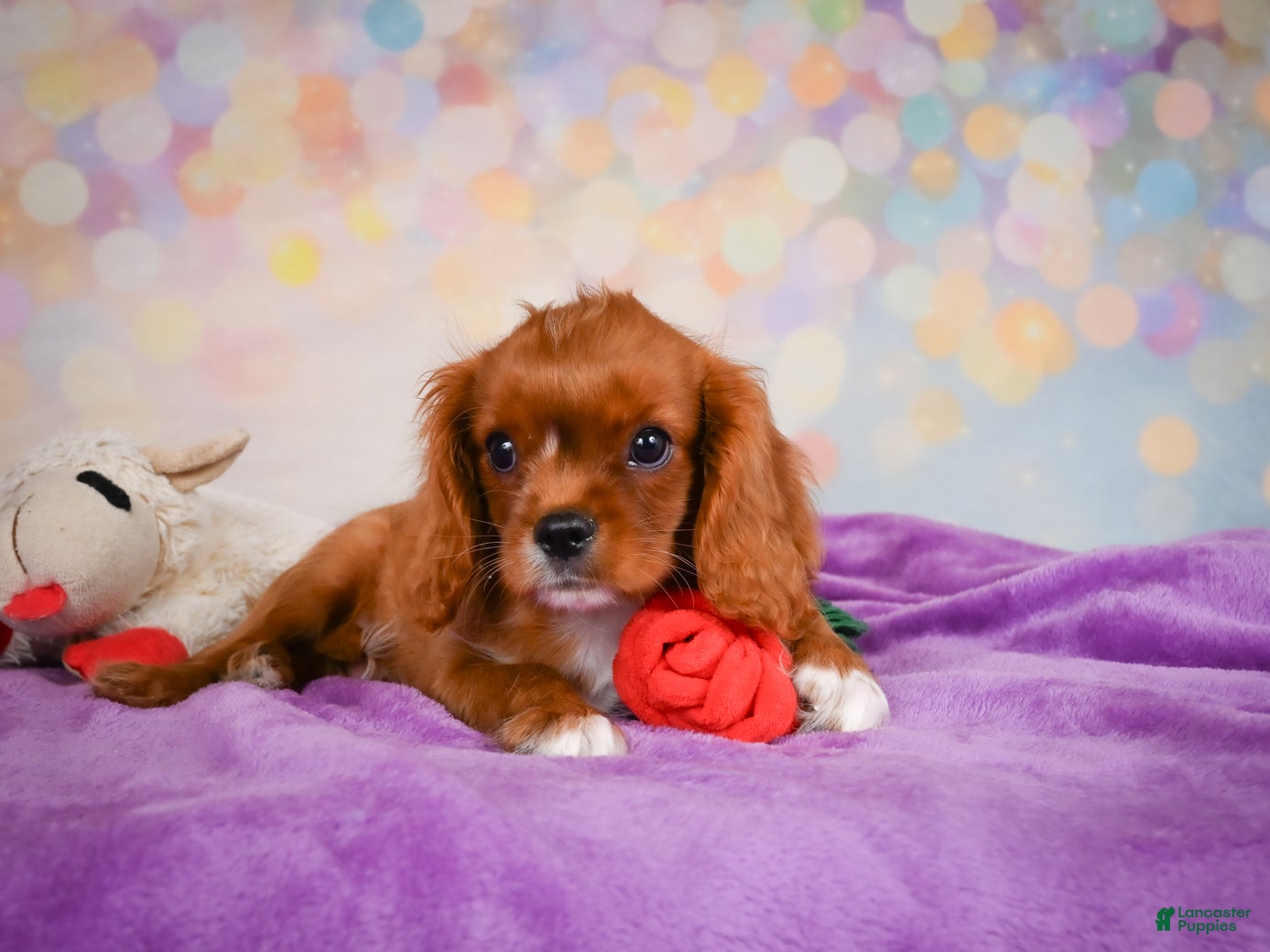 Cavalier King Charles Spaniel dogs Chase - Ad 2