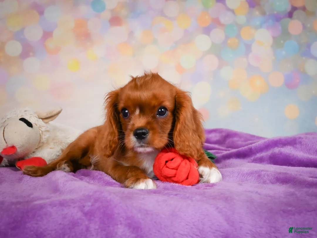 Cavalier King Charles Spaniel dogs for sale: Chase - Ad 2