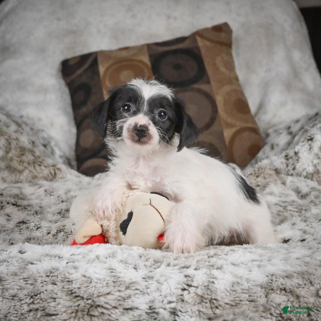 Mixed Breed dogs Candy - Ad 2