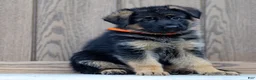 German Shepherd dogs for sale: Zara - Ad 4